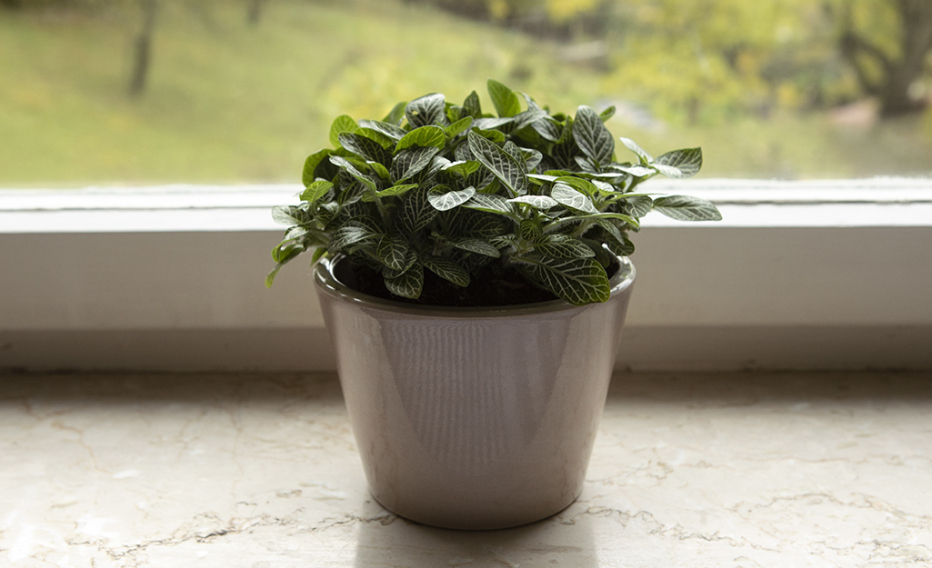 A potted nerve plant sits in front of a window. 