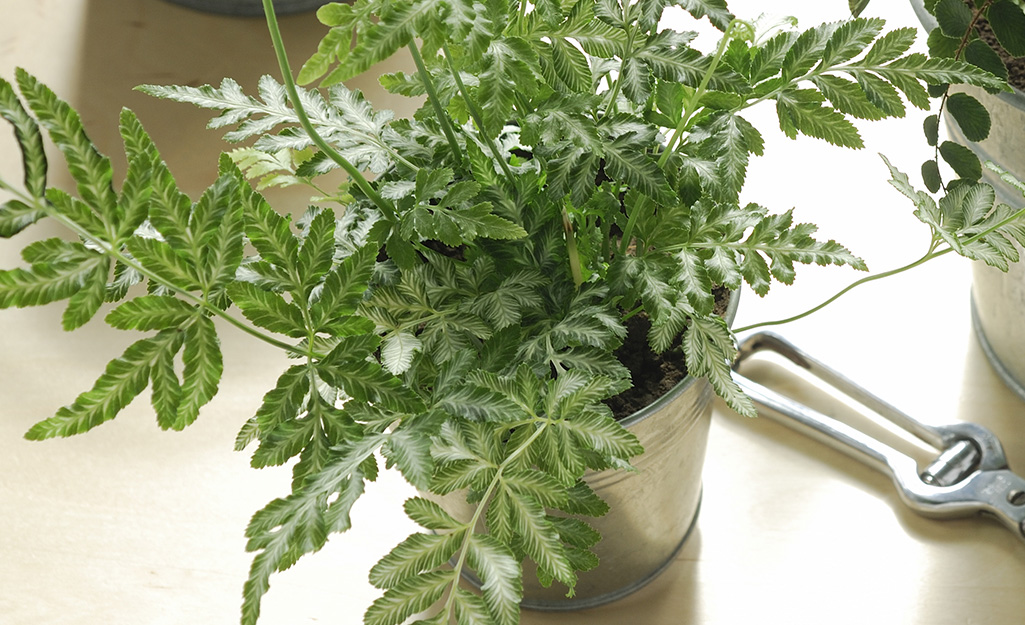 A silver lace fern (pteris) grows in a pot.