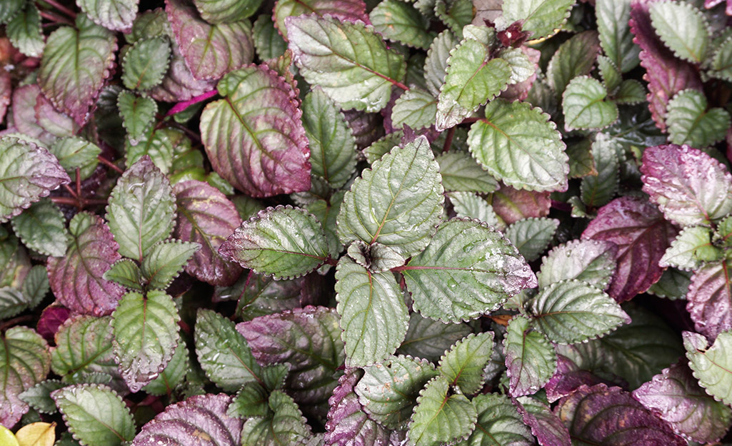 The leaves of a waffle plant (hemigraphis) are green and purple.