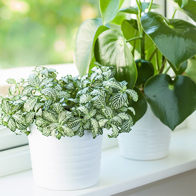 6 Top Houseplants for Spaces - Home