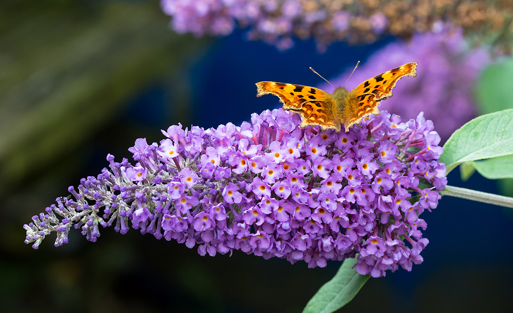 Butterfly on a butterfly bush.