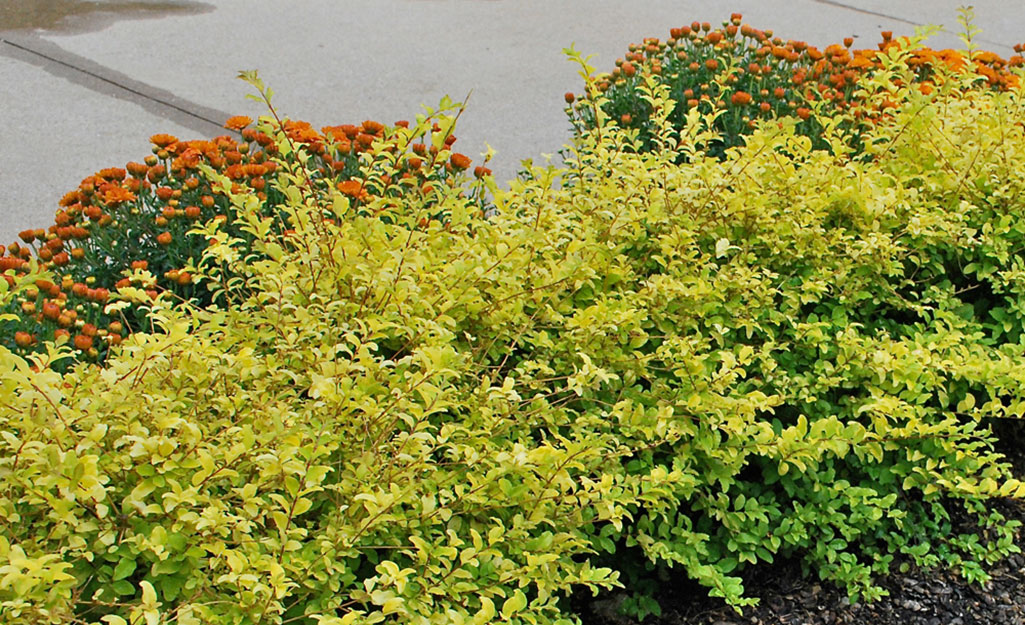 Landscape With 5 Drought Tolerant Shrubs, Yellow Bushes For Landscaping