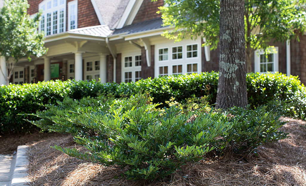 Distylium shrubs planted under a tree