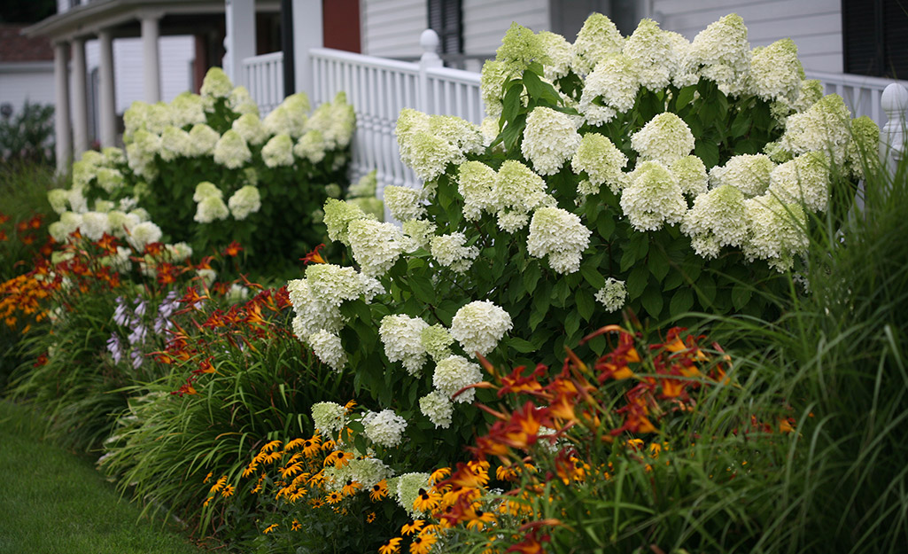 Limelight hydrangeas planted by a fence