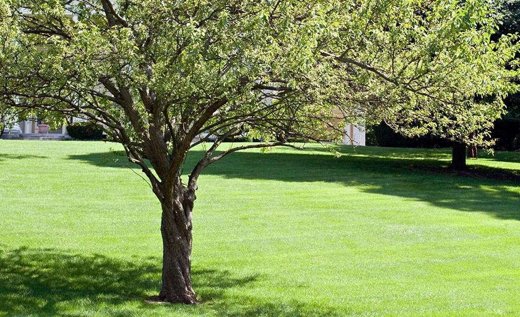 Tree sitting on open land. Tree sitting on open land.