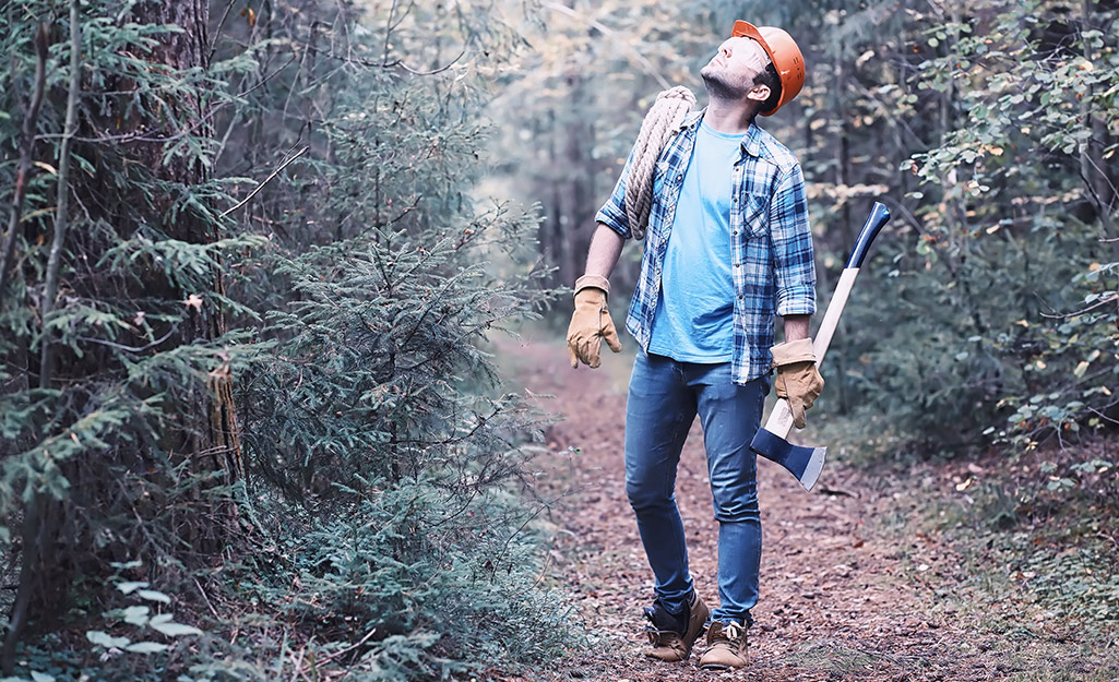Man holding an axe looking up at a tree. Man holding an axe looking up at a tree.