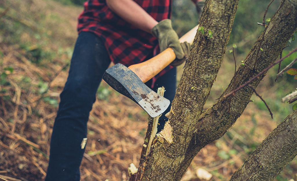 Man using an axe to cut into a tree. Man using an axe to cut into a tree.