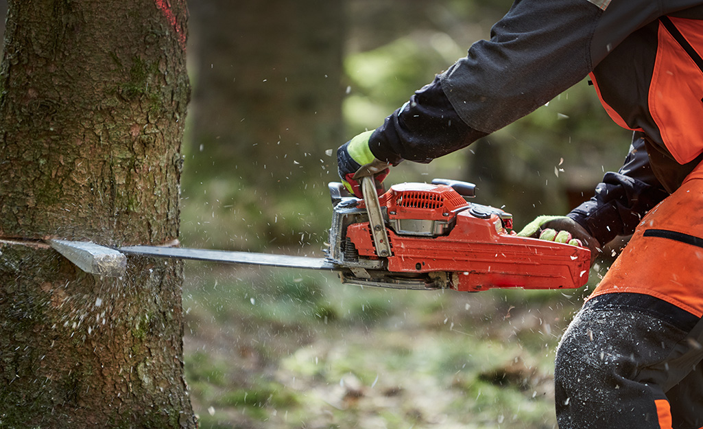 Individual using a saw to cut into a tree. Individual using a saw to cut into a tree.