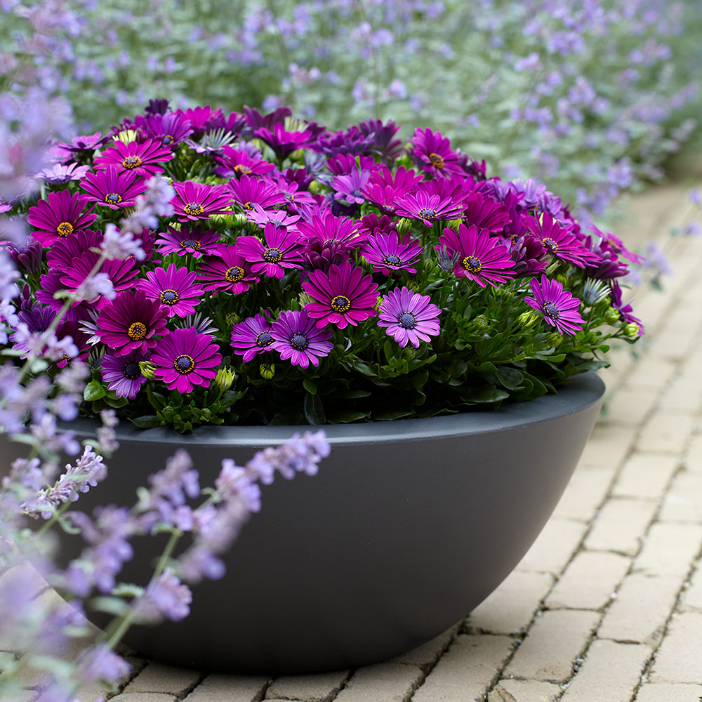 Purple flowers in patio container