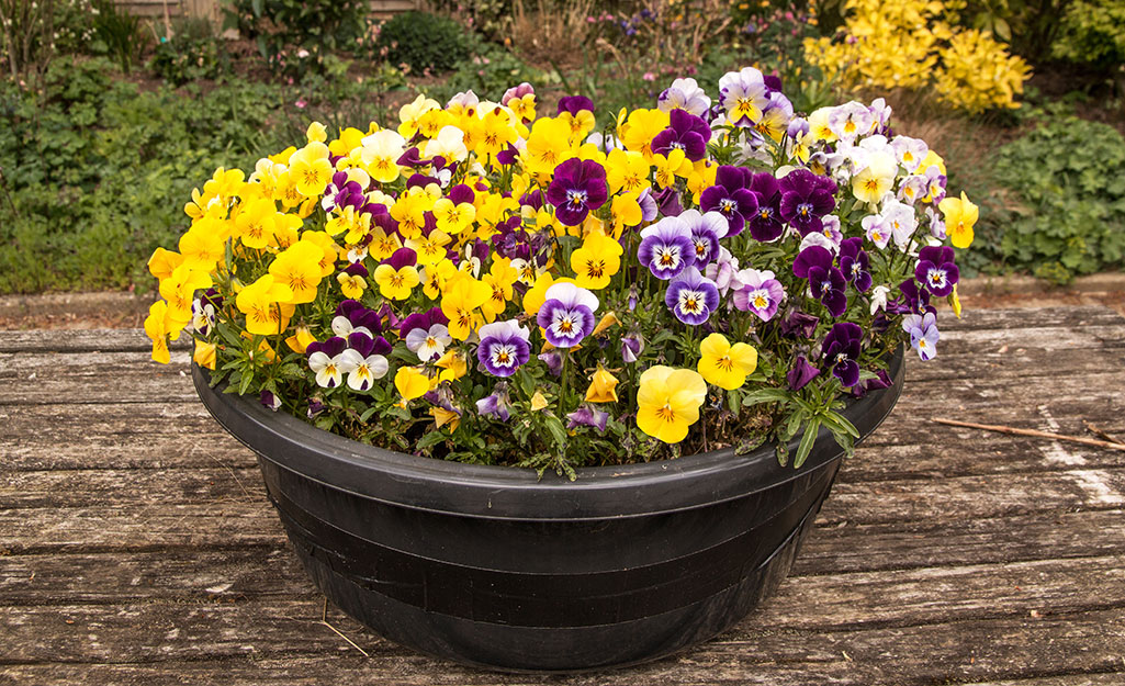 Pansies in a patio container.