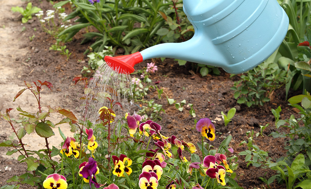 Watering can in the garden