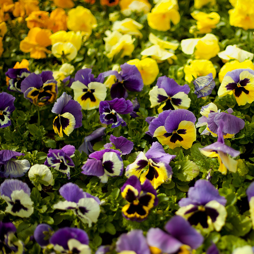 Types of Annuals - The Home Depot