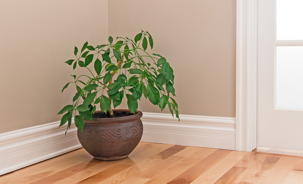 Rounded baseboard moulding in a room.