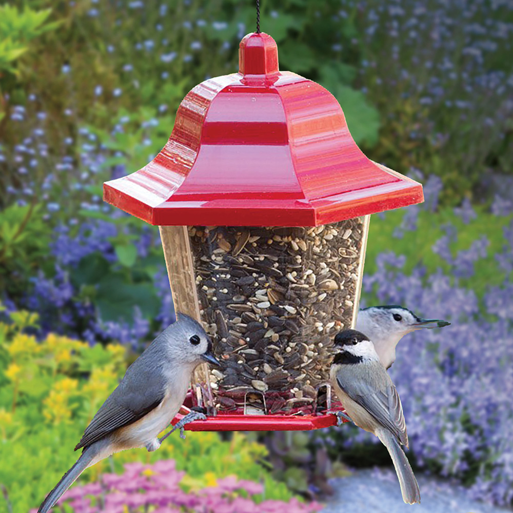 Wild birds sit on the rim of a bird feeder full of mixed bird seed