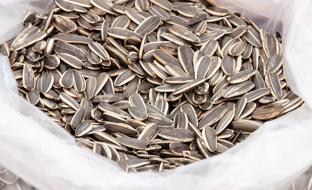 A plastic bag full of striped sunflower seeds.