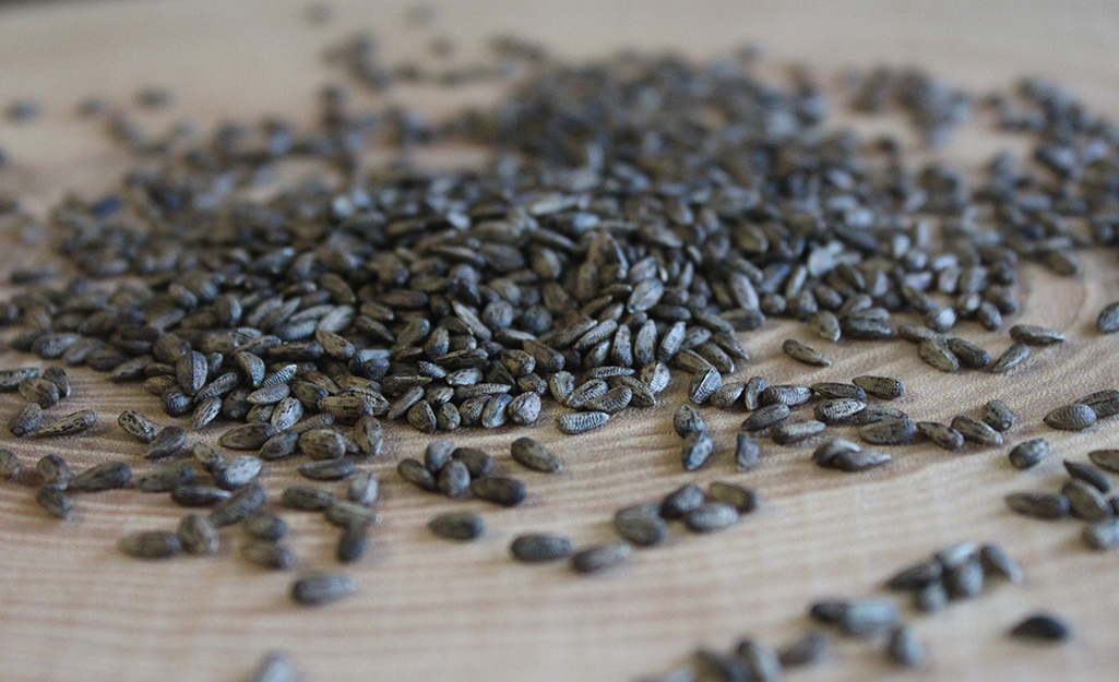 A pile of nyjer thistle seeds on fabric.