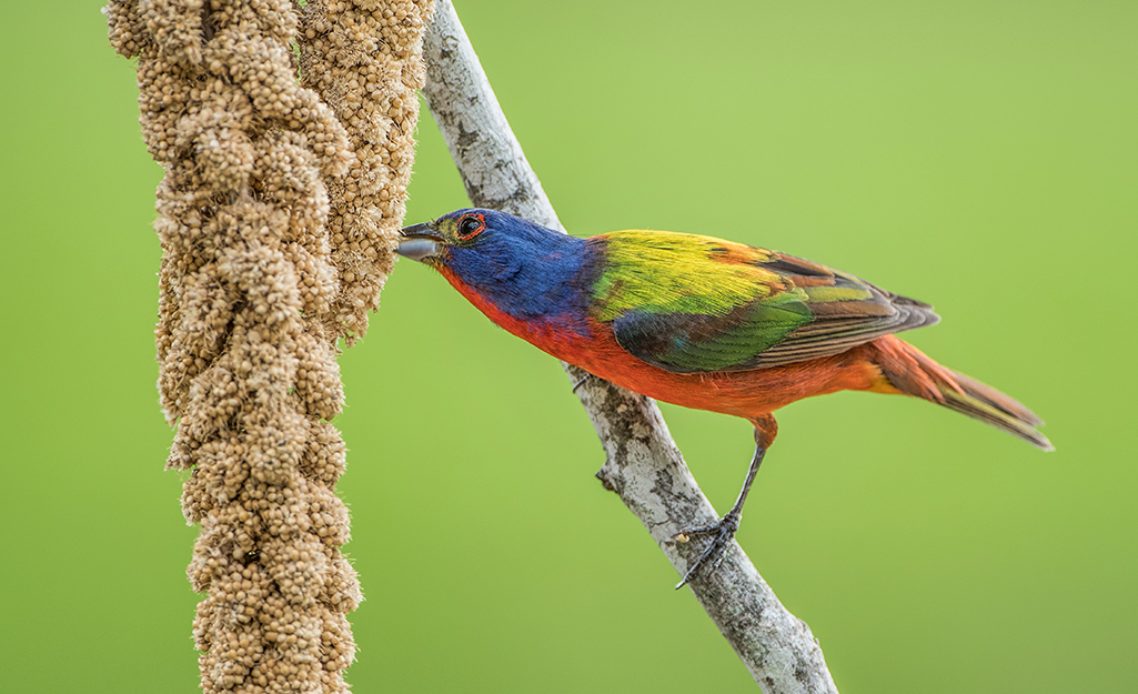 A bird plucks millet seeds directly from the plant.