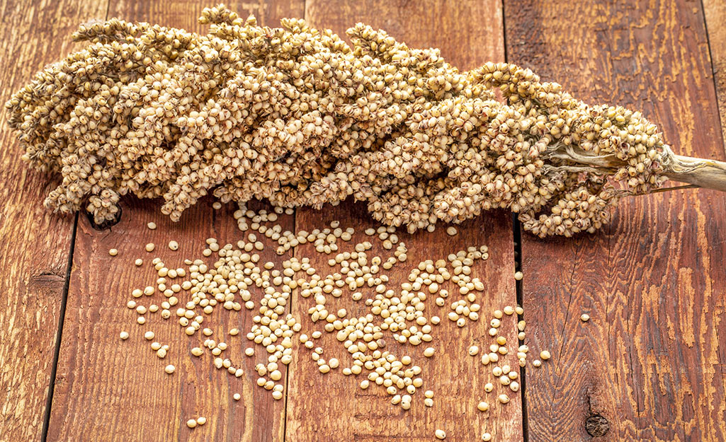 A cluster of milo seeds scattered around a sorghum stalk on a wood table.