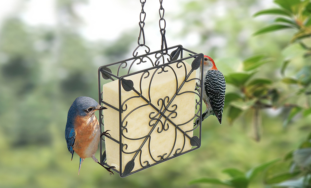 Two birds eat a suet cake from a wire suet bird feeder.