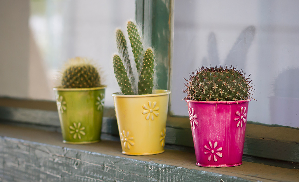 Cactus plants in green, yellow and pink decorative pots.