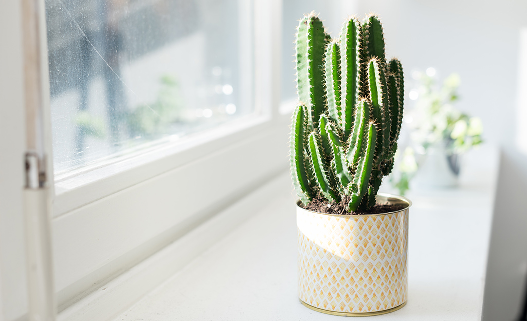 A cactus in a white pot sitting in the light from a window.
