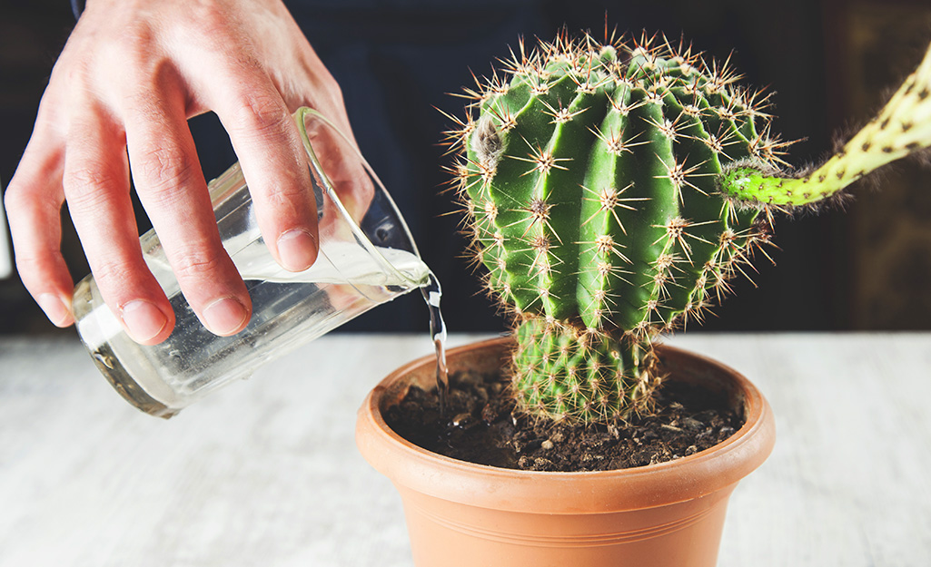 Someone watering the soil around a potted cactus plant.