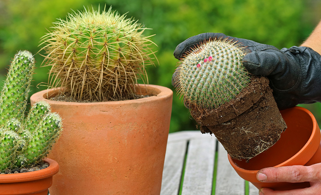 Someone wearing gardening gloves and repotting a cactus on a potting bench with two other potted cactus.