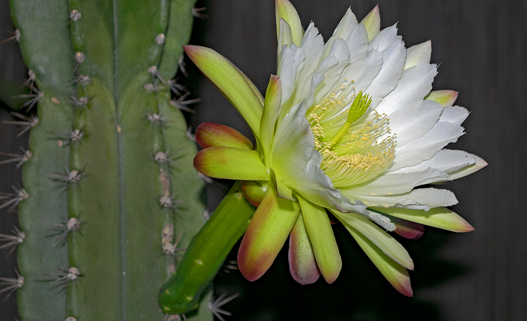 A cactus with a bloom on it.