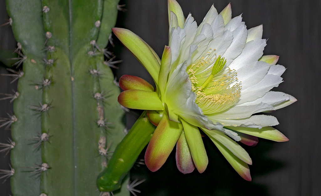 types of cactus plants with flowers