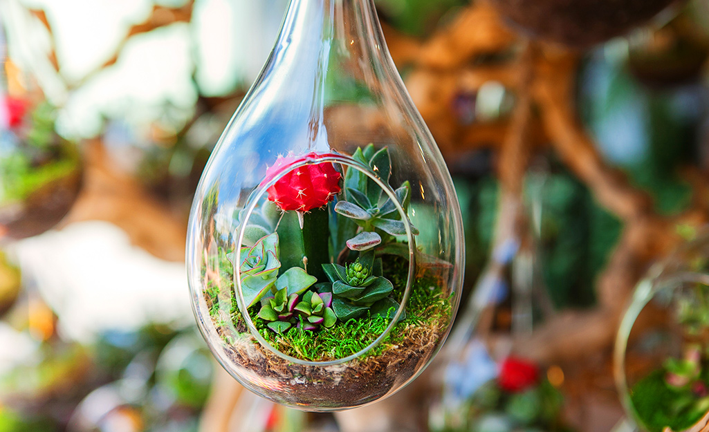 A small moon cactus and other small plants in a small, open terrarium.