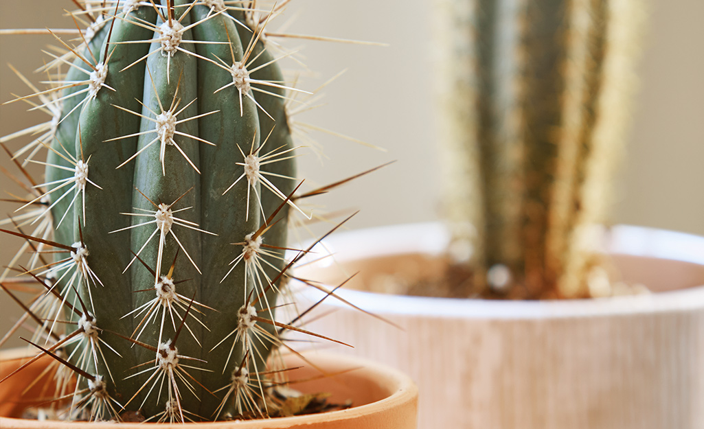 Two spiny cactus plants in pots.