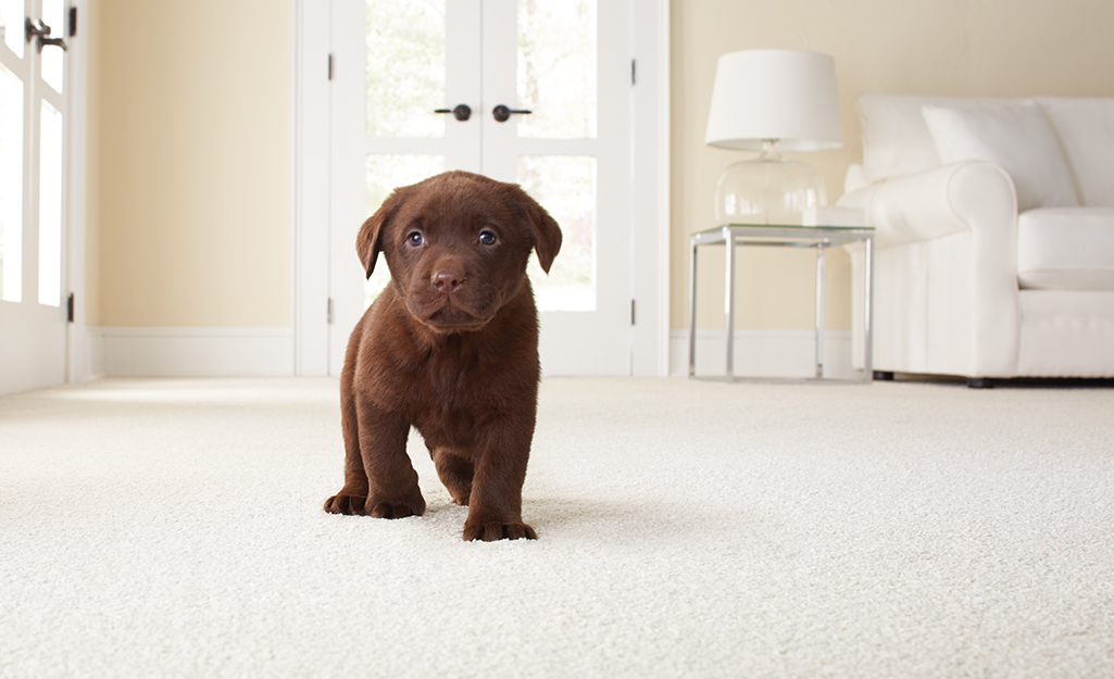 Types Of Carpet, Best Living Room Rugs For Dogs