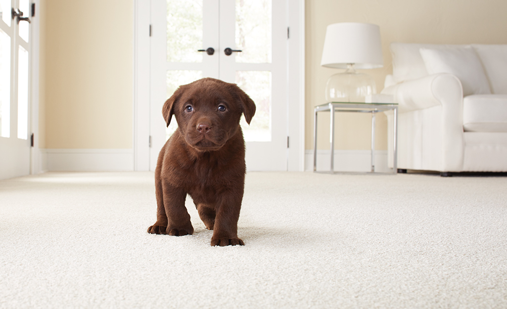 Discover the best Types of Carpet Padding for your Property