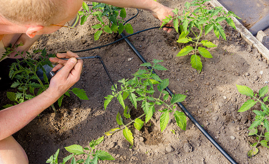 Gardener assembles a drip irrigation system
