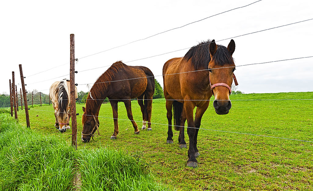 Horses grazing behind a wire fence.