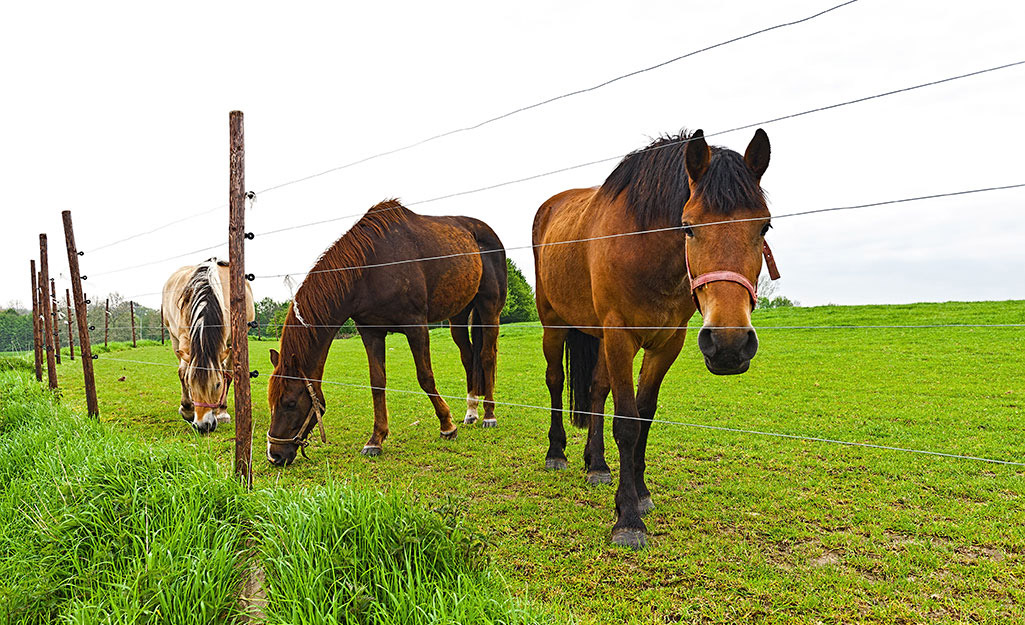 Livestock fencing for the small homesteader - Backwoods Home Magazine