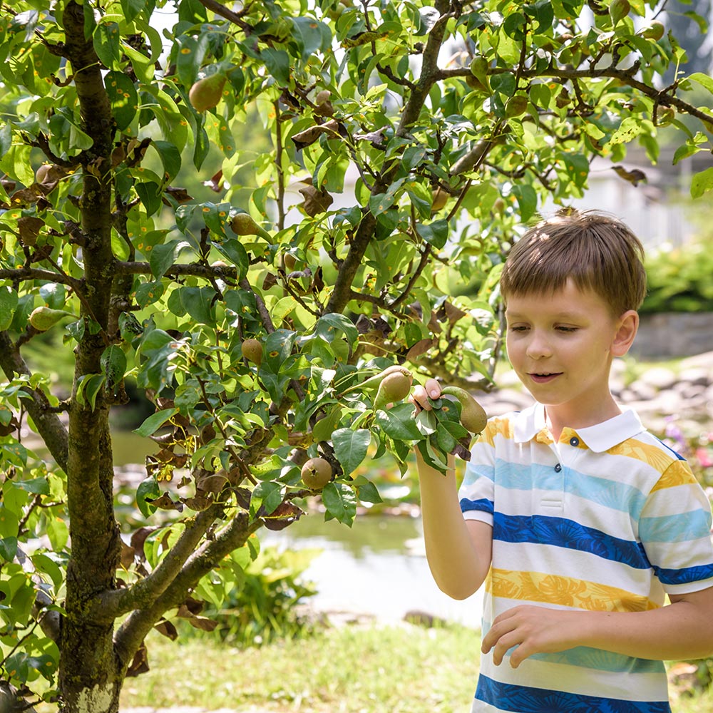 Boy picks fruit from a tree