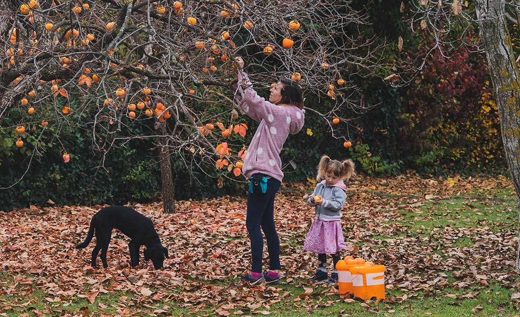 Family gathering fruit from a tree
