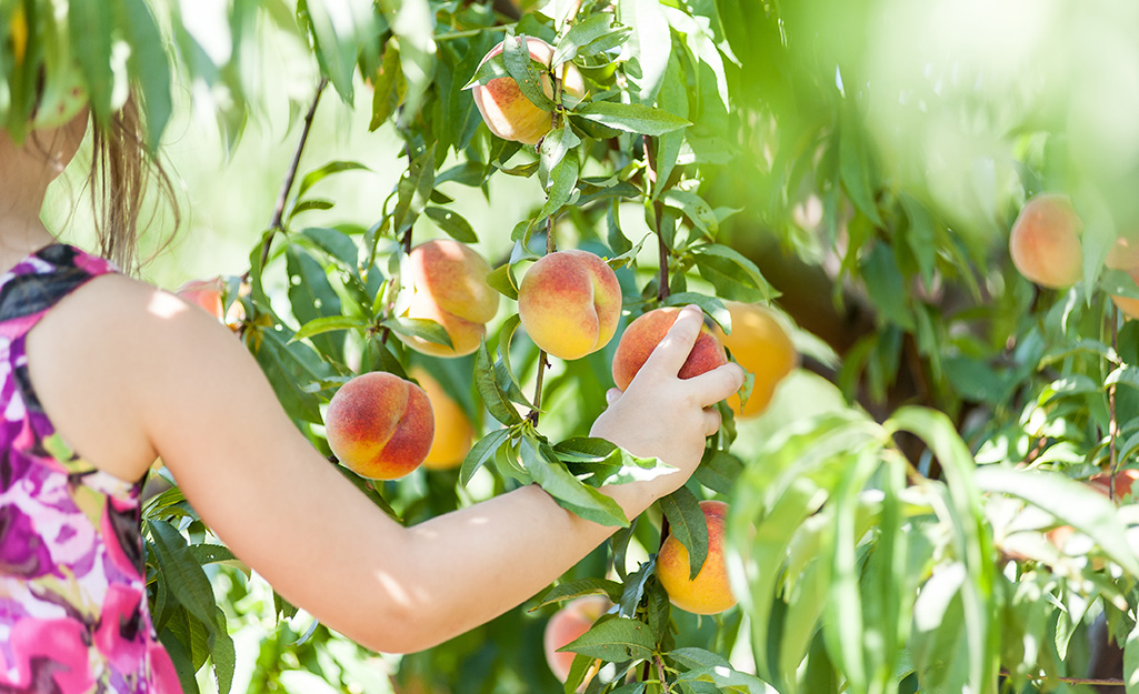 Child harvesting peaches from tree