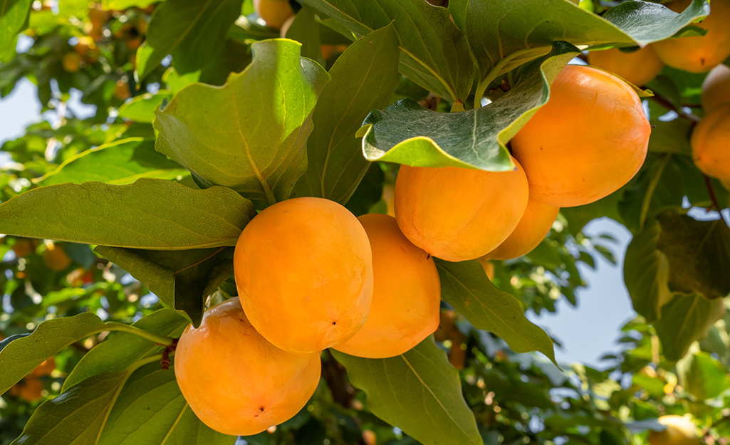 Persimmon fruit on a tree branch