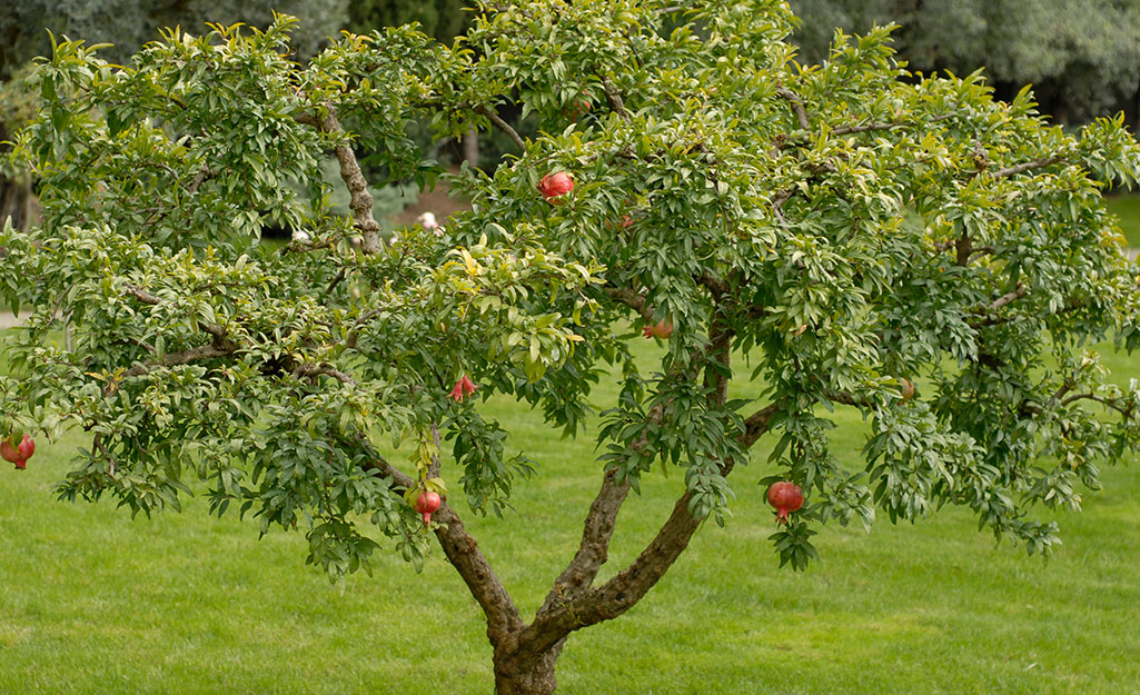 Pomegranate fruit on a small tree
