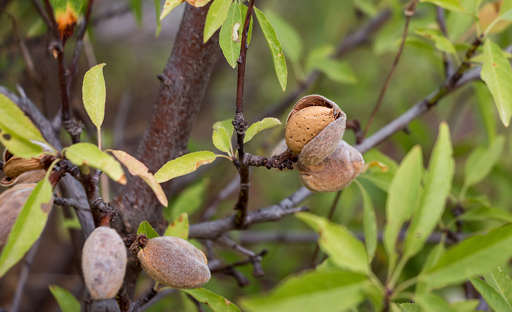 Almonds on a tree branch