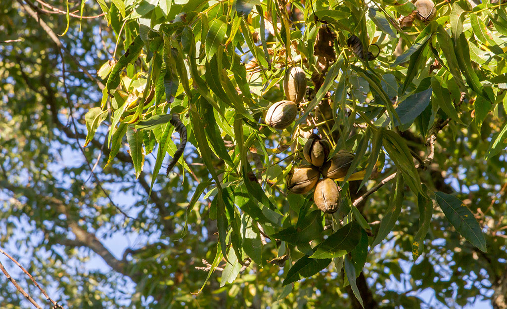 Pecan fruit on a tree