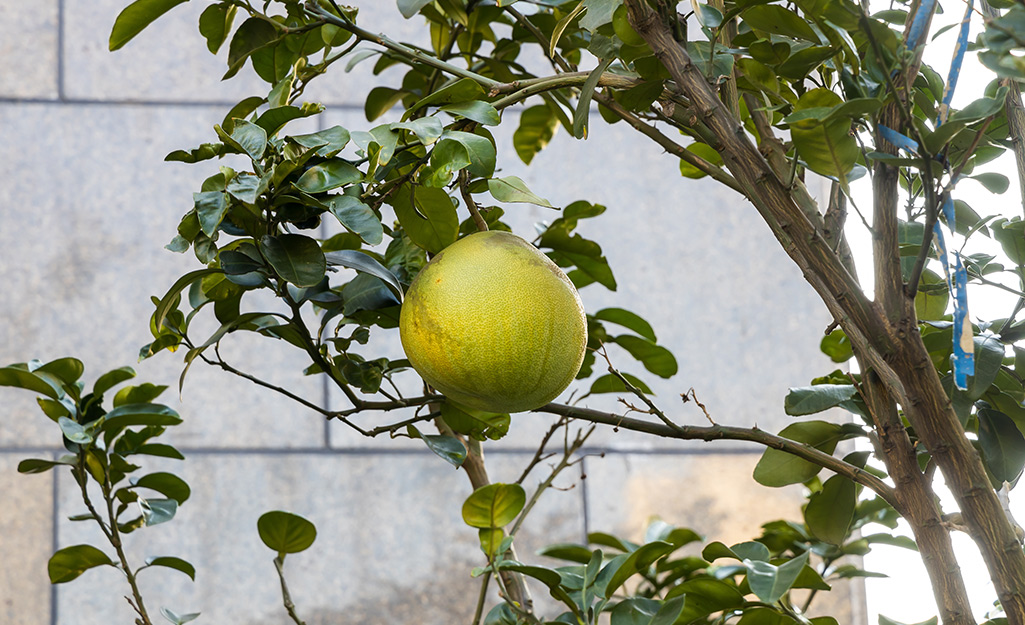 Grapefruit on a tree
