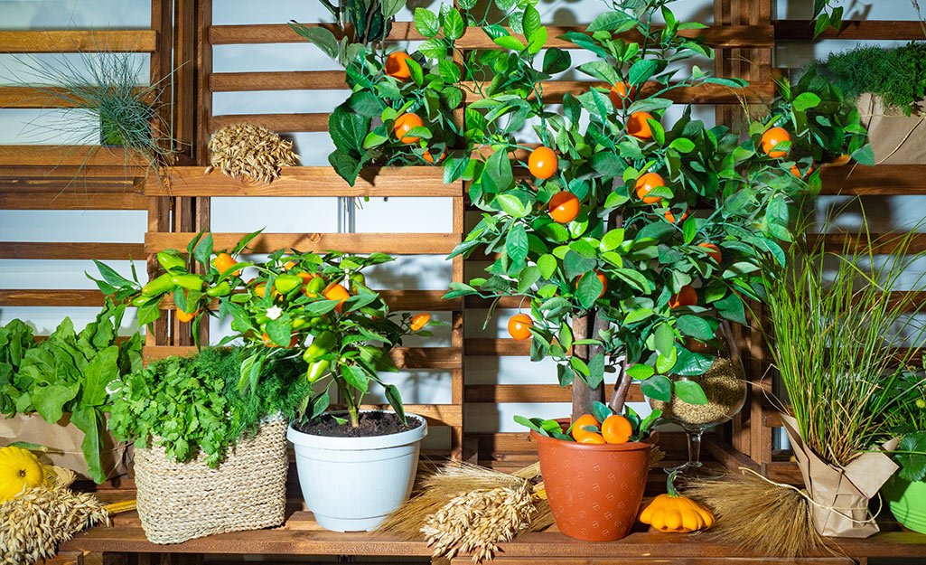 Citrus trees on a table.