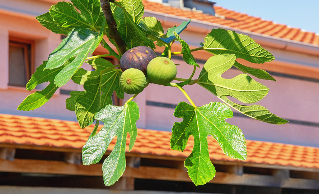Fig fruit on a fig tree