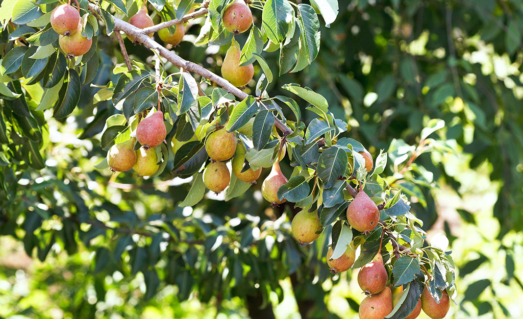 Pears on a tree branch