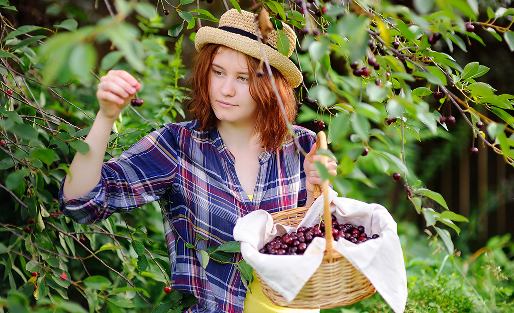 Person harvesting cherries and holding basket of fruit