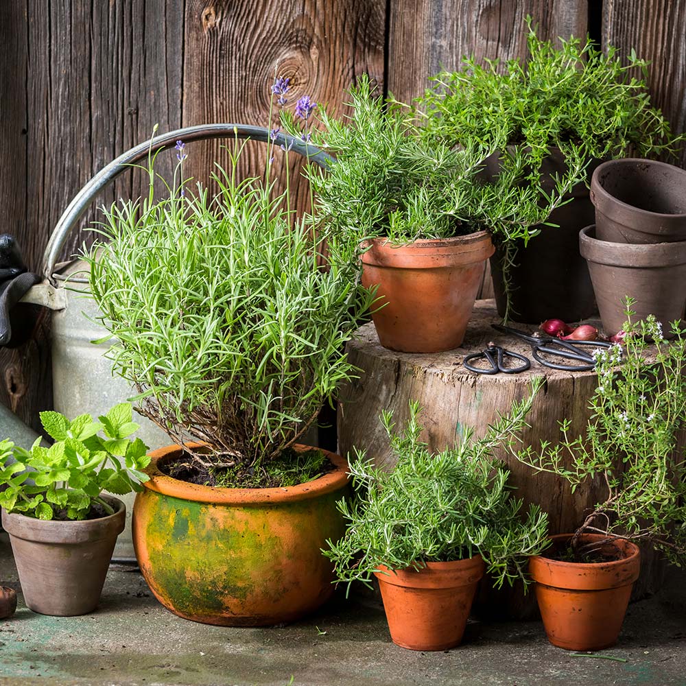 Herb plants growing in weathered terracotta pots.