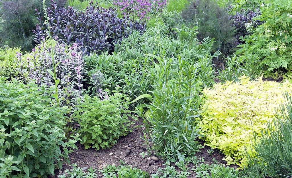 Herbs growing in a vegetable garden.